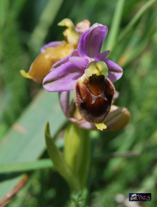 ophrys fuciflora .JPG